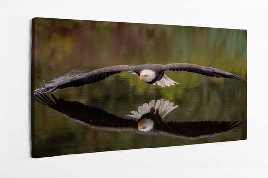 Obraz na płótnie HOMEPRINT, latając orzeł bielik nad taflą wody 100x50 cm HOMEPRINT