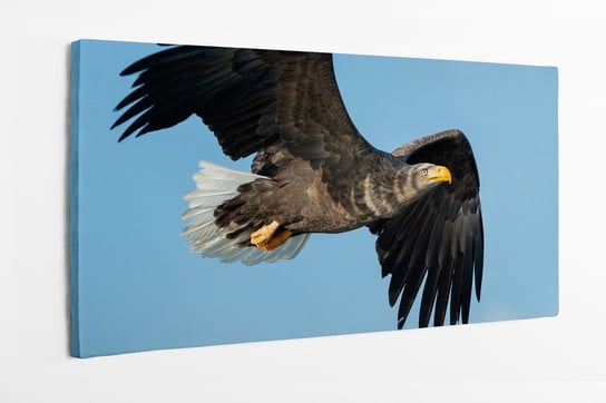 Obraz na płótnie HOMEPRINT, lecący orzeł na tle błękitnego nieba 100x50 cm HOMEPRINT