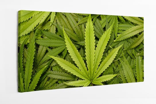 Obraz na płótnie HOMEPRINT, liść marihuany, liście konopi, 420 100x50 cm HOMEPRINT