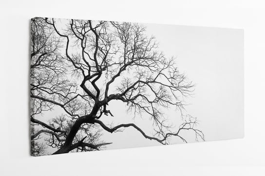 Obraz na płótnie HOMEPRINT, łyse drzewo, czarne drzewo na białym tle 100x50 cm HOMEPRINT