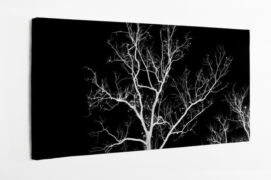 Obraz na płótnie HOMEPRINT, nagie białe drzewo na czarnym tle, zima, nagatyw 120x50 cm HOMEPRINT