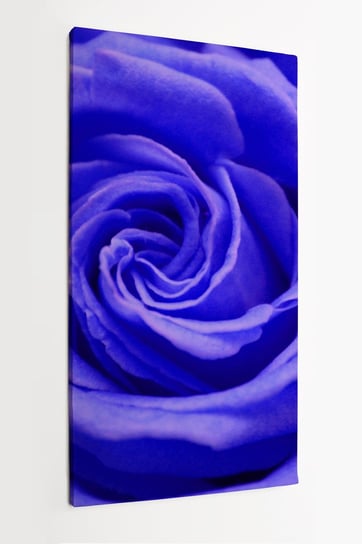 Obraz na płótnie HOMEPRINT, niebieska róża, kwiat, zbliżenie, płatki róży, fioletowy róża 60x120 cm HOMEPRINT