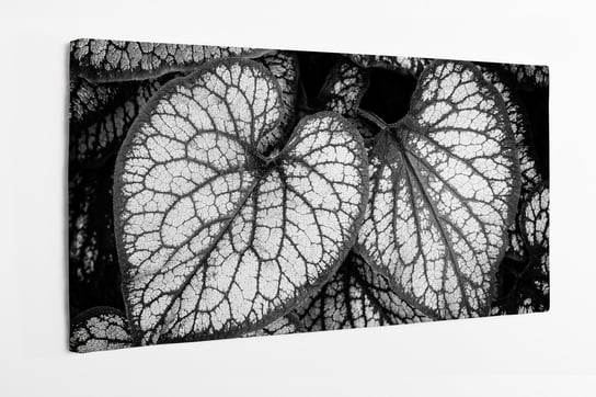 Obraz na płótnie HOMEPRINT, niezapominajka, czerń biel, liść szkielet 100x50 cm HOMEPRINT