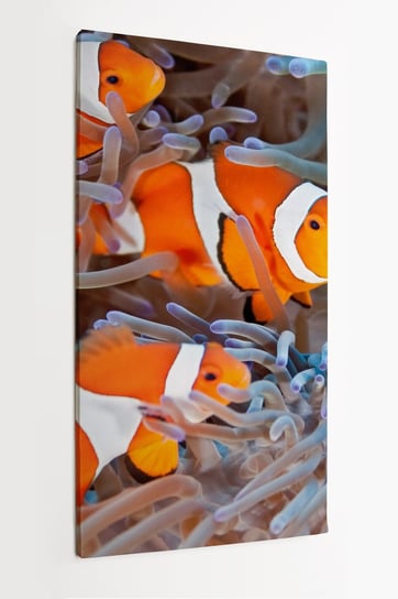 Obraz na płótnie HOMEPRINT, ocean, rybki, błazenek, Nemo, ukwiał, ocean 50x100 cm HOMEPRINT
