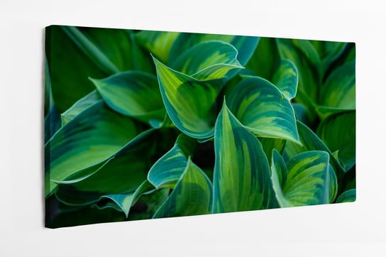 Obraz na płótnie HOMEPRINT,  ostre zielone liście Funkia 120x60 cm HOMEPRINT