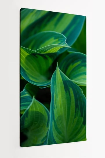 Obraz na płótnie HOMEPRINT,  ostre zielone liście Funkia 60x120 cm HOMEPRINT