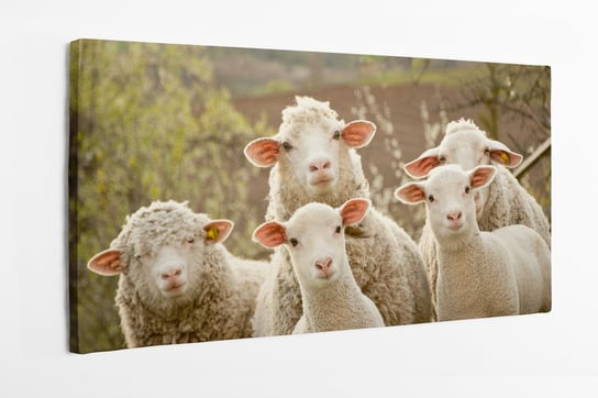 Obraz na płótnie HOMEPRINT, owce, baranki na pastwisku, białe, słodkie, łąka 100x50 cm HOMEPRINT