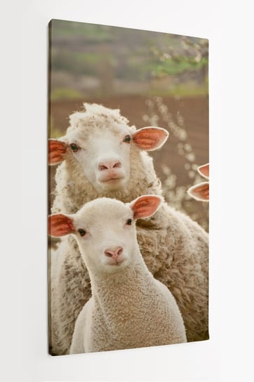 Obraz na płótnie HOMEPRINT, owce, baranki na pastwisku, białe, słodkie, łąka 50x100 cm HOMEPRINT