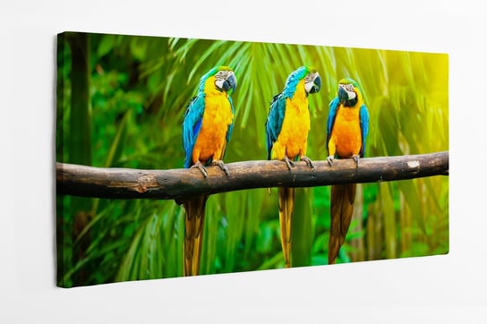 Obraz na płótnie HOMEPRINT, papugi, Ara zwyczajna, Makak niebieski i żółty, las tropikalny, las deszczowy, 120x60 cm HOMEPRINT