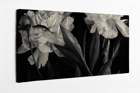 Obraz na płótnie HOMEPRINT,  piękne białe kwiaty piwonii na czarnym tle 140x70 cm HOMEPRINT