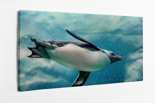 Obraz na płótnie HOMEPRINT, pingwin, pod wodą, pływający, Pingwin skalny 100x50 cm HOMEPRINT