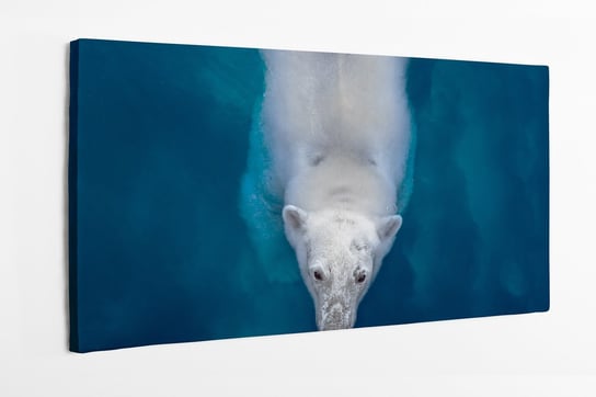 Obraz na płótnie HOMEPRINT, pływający niedźwiedź polarny, biały niedźwiedź 120x60 cm HOMEPRINT
