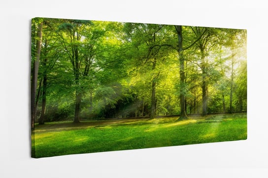 Obraz na płótnie HOMEPRINT, polana w lesie, las, promienie słońca 100x50 cm HOMEPRINT