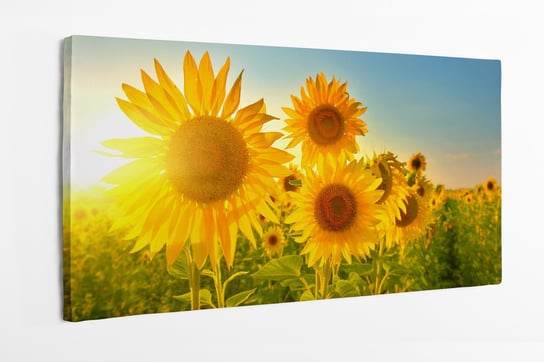 Obraz na płótnie HOMEPRINT, pole słoneczników, słoneczniki o wschódzie słońca, kwiaty, przyroda 120x60 cm HOMEPRINT