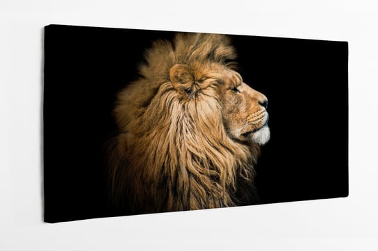 Obraz na płótnie HOMEPRINT, portret lwa na czarnym tle, 100x50 cm HOMEPRINT
