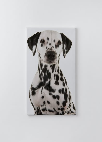 Obraz na płótnie HOMEPRINT, portret psa dalmayńczyka 60x120 cm HOMEPRINT