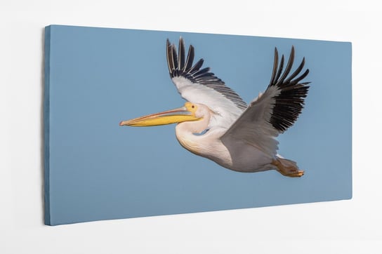Obraz na płótnie HOMEPRINT, ptak, Pelikan, dzika przyroda, natura 100x50 cm HOMEPRINT