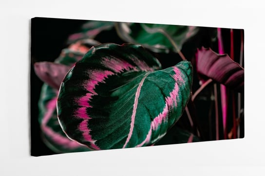 Obraz na płótnie HOMEPRINT, roślina calathea z zielonymi i różowymi liśćmi, na czarnym tle 120x60 cm HOMEPRINT
