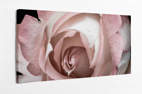 Obraz na płótnie HOMEPRINT, róża, płatki róży, różowa, delikatna, zbliżenie, detale, kwiat 100x50 cm HOMEPRINT