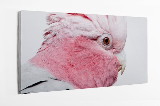 Obraz na płótnie HOMEPRINT, różowa kakadu, ptak, papuga, zbliżenie 140x70 cm HOMEPRINT