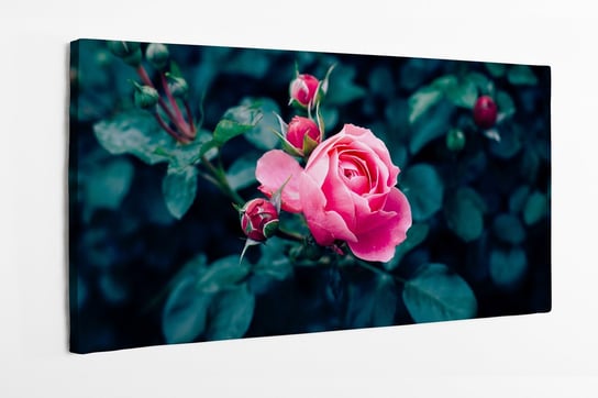 Obraz na płótnie HOMEPRINT, różowa róża z ciemnozielonymi liśćmi rosnąca w ogrodzie różanym 100x50 cm HOMEPRINT