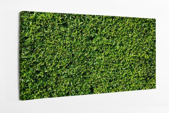 Obraz na płótnie HOMEPRINT, ściana zieleni, rośliny ściana, żywopłot 120x60 cm HOMEPRINT