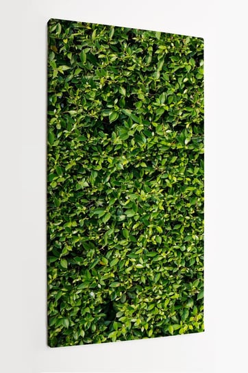 Obraz na płótnie HOMEPRINT, ściana zieleni, rośliny ściana, żywopłot 60x120 cm HOMEPRINT