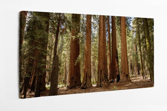 Obraz na płótnie HOMEPRINT, sekwoja, mamutowiec olbrzymi, park narodowy Sequoia w Kalifornii, USA 100x50 cm HOMEPRINT