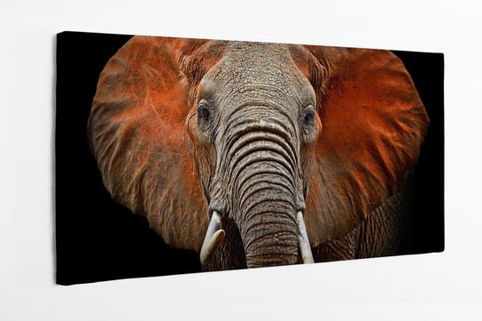 Obraz na płótnie HOMEPRINT, słoń z Tsavo, słoń afrykański, Afryka, sawanna 100x50 cm HOMEPRINT