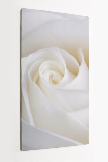 Obraz na płótnie HOMEPRINT, śnieżnobiała róża, kwiat, zbliżenie, detale, biała róża 60x120 cm HOMEPRINT