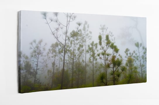 Obraz na płótnie HOMEPRINT, sosny i paprocie w zimnym i mglistym lesie deszczowym 100x50 cm HOMEPRINT