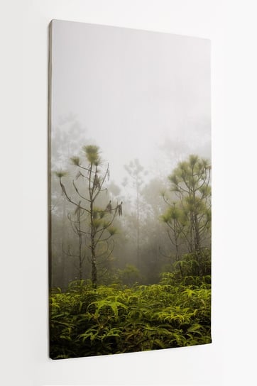 Obraz na płótnie HOMEPRINT, sosny i paprocie w zimnym i mglistym lesie deszczowym 60x120 cm HOMEPRINT