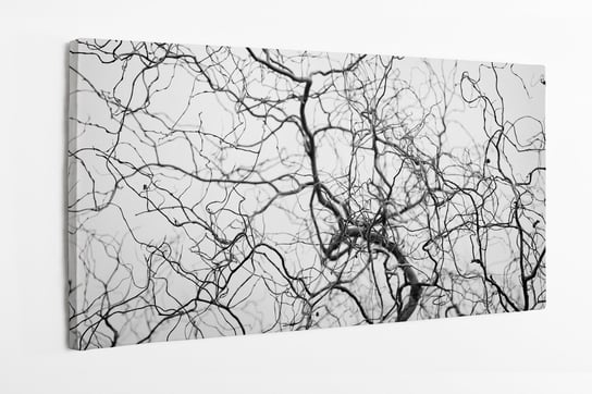 Obraz na płótnie HOMEPRINT, splątana struktura cienkich, skręconych gałęzi koron drzew, czarno-białe 120x50 cm HOMEPRINT