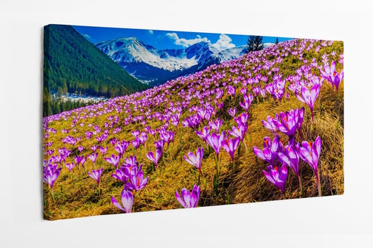 Obraz na płótnie HOMEPRINT, Tatry, krokusy w dolinie Chochołowskiej, wiosna, przebiśniegi 100x50 cm HOMEPRINT