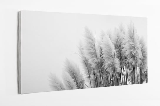 Obraz na płótnie HOMEPRINT, trawa ozdobna, zbliżenie, detale, czarno-białe 120x50 cm HOMEPRINT