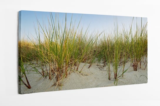 Obraz na płótnie HOMEPRINT, trawy wydmowe, rośliny, piasek, wydmy 100x50 cm HOMEPRINT