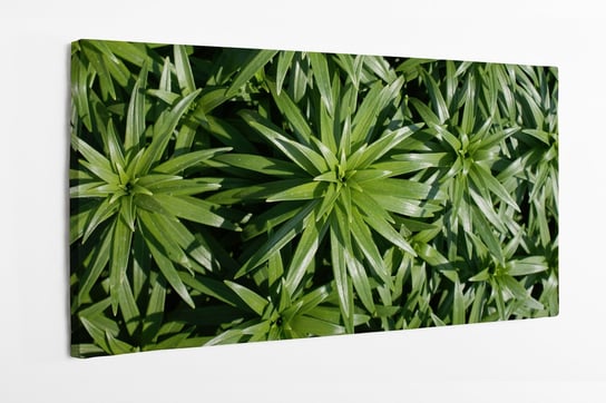 Obraz na płótnie HOMEPRINT, tropikalne liście, fauna, rośliny, tropiki, las deszczowy 125x50 cm HOMEPRINT