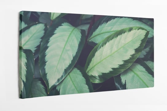 Obraz na płótnie HOMEPRINT, tropikalne zielone liście rośliny Calathea, 120x60 cm HOMEPRINT