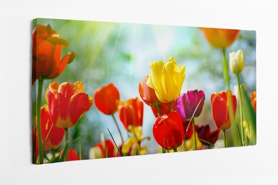 Obraz na płótnie HOMEPRINT, tulipany, bukiet kwiatów, kolorowe kwiaty 100x50 cm HOMEPRINT