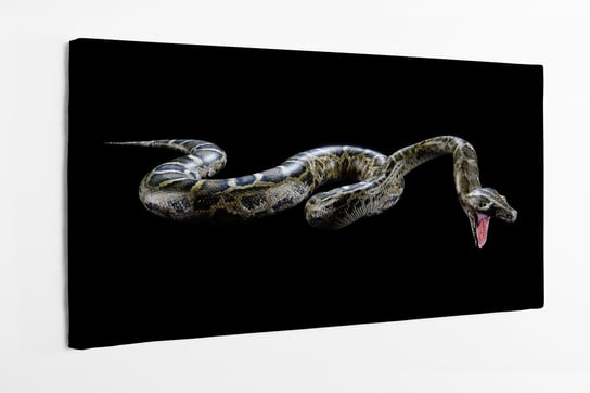Obraz na płótnie HOMEPRINT, wąż, Boa, ciemny, na czarnym tle, pyton birmański 120x50 cm HOMEPRINT