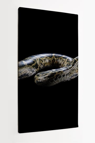 Obraz na płótnie HOMEPRINT, wąż, Boa, ciemny, na czarnym tle, pyton birmański 60x120 cm HOMEPRINT