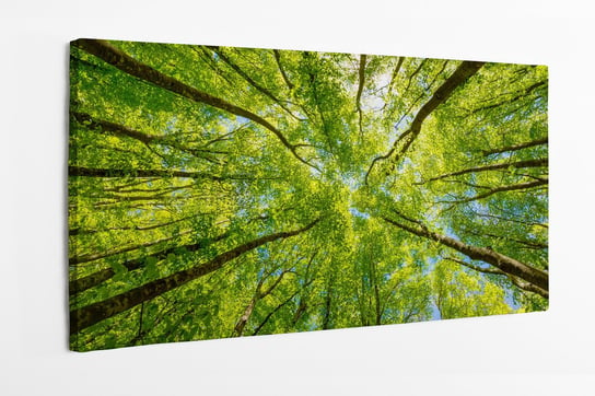 Obraz na płótnie HOMEPRINT, widok na zielone wierzchołki drzew, Włochy 120x50 cm HOMEPRINT
