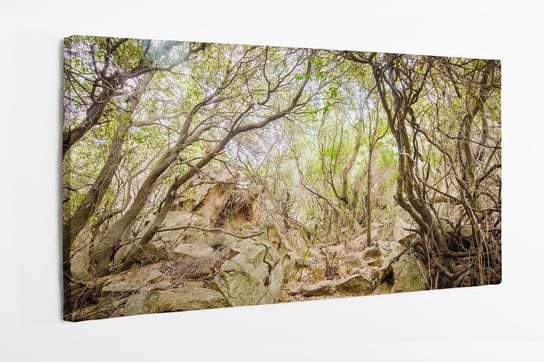 Obraz na płótnie HOMEPRINT, wiejska ścieżka, las, kamienna ścieżka, Sardynia, Włochy 100x50 cm HOMEPRINT