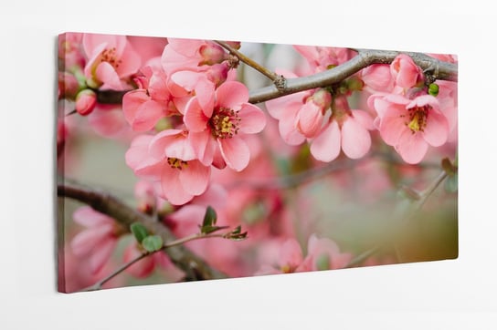 Obraz na płótnie HOMEPRINT, wiosenne kwitnące gałązki pigwy, kwiaty wiosna, różowe 120x60 cm HOMEPRINT