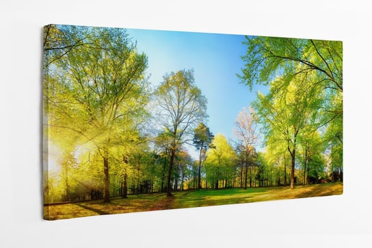 Obraz na płótnie HOMEPRINT, wiosenne, promienie słońca, park, poranek, natura 100x50 cm HOMEPRINT