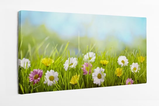 Obraz na płótnie HOMEPRINT, wiosna na łące, stokrotki, pikną dzień, pole, łąka 120x50 cm HOMEPRINT