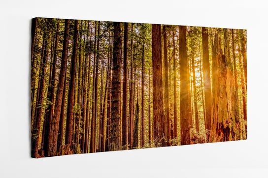 Obraz na płótnie HOMEPRINT, zachód słońca w lesie, wschód słońca, piękna, przyroda, las 100x50 cm HOMEPRINT
