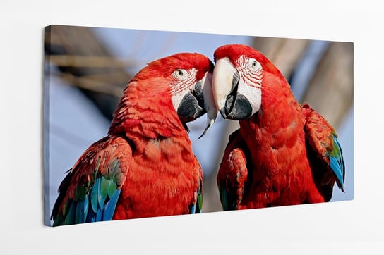 Obraz na płótnie HOMEPRINT, zakochane papużki, ptaki, papugi 120x60 cm HOMEPRINT