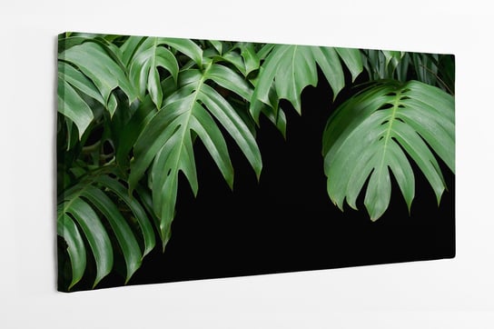 Obraz na płótnie HOMEPRINT, zielone liście monstera na czarnym tle, kwiaty 100x50 cm HOMEPRINT