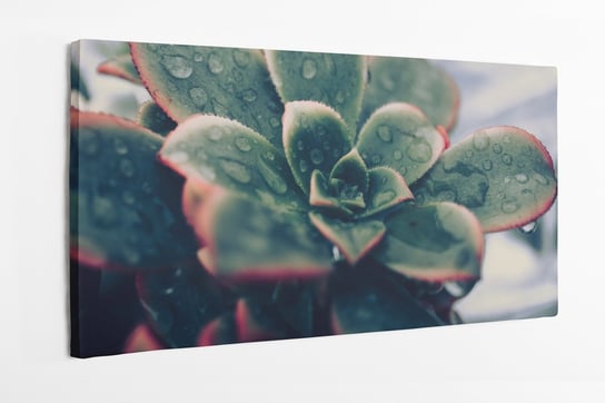 Obraz na płótnie HOMEPRINT, zielony kwiat sukulenty z kroplami wody na liściach 100x50 cm HOMEPRINT